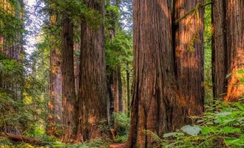 Prairie Creek Redwoods State Park Orick