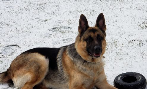 EZ Brook German Shepherds Nottingham