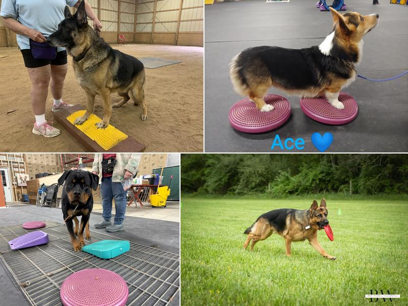 Endless Pawsabilities, LLC