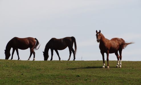 Timber Ridge Farm LLC Fraziers Bottom