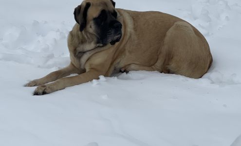 Merckle's Hilltop Mastiffs 3465 OH-13, Crooksville Ohio 43731