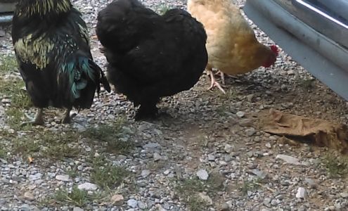 Holly's Animal House grooming and small animal boarding 221 Kiowa Way, Sandyville West Virginia 25275