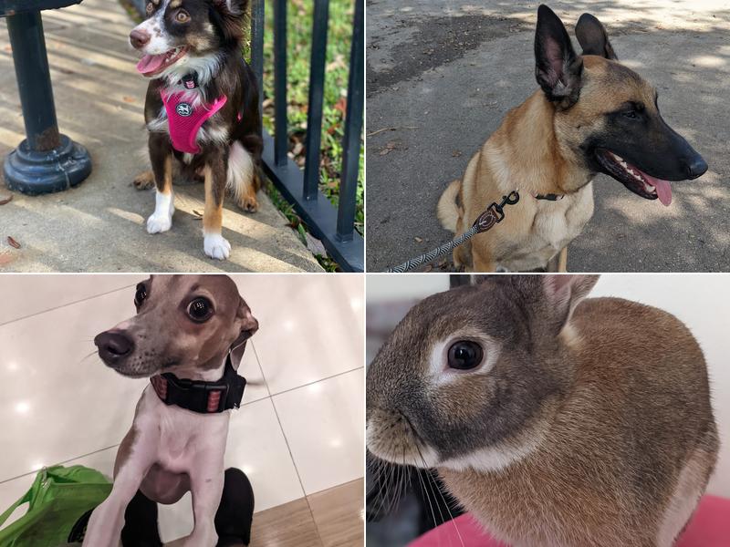 Fetch! Pet Care Miami