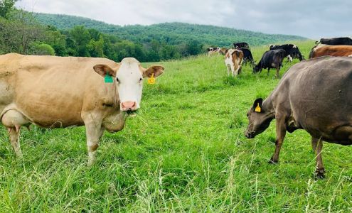 Purifying Pastures Knoxville