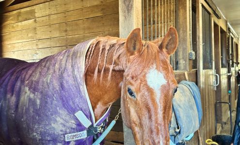 Pizazz Farm Bluemont