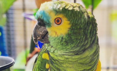 Creative Behaviors Consulting