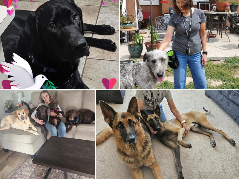 Best Friends Dog Training, Behavior & Evaluations