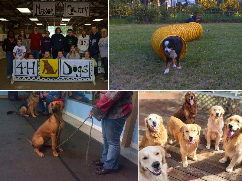 K9Kapers Dog Training, CPDT