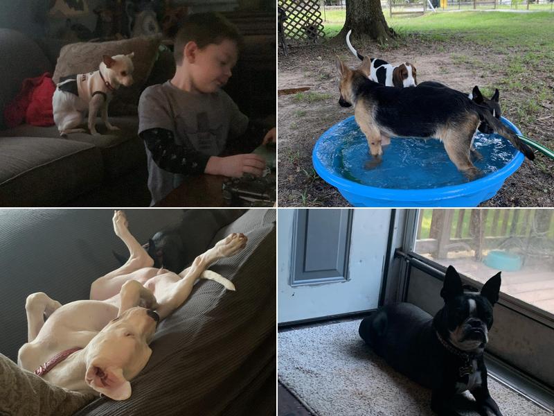 Happy Hounds and Furry Friends