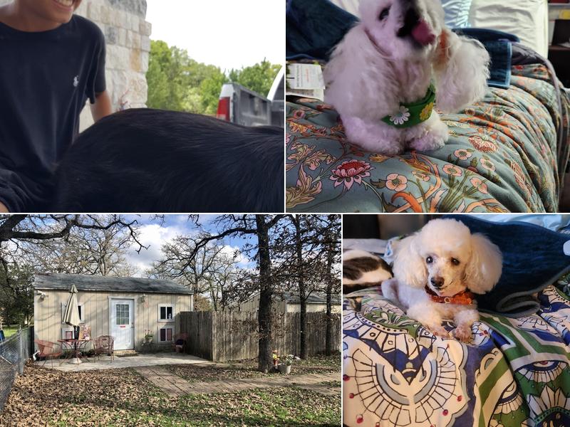 A Dog E Spa & Resort