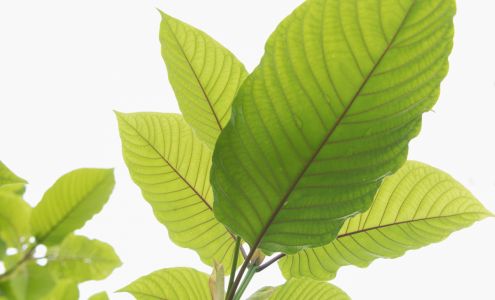 Natura CBD Kratom