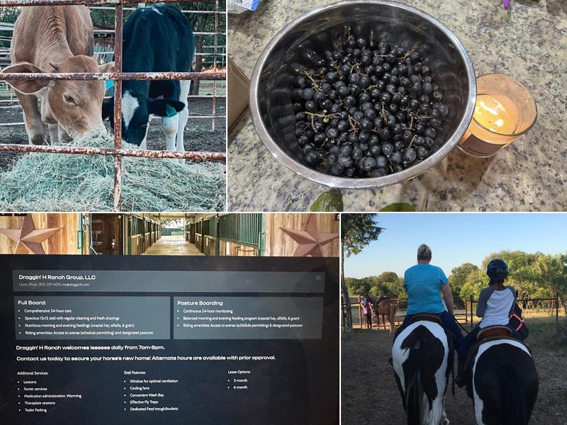 Draggin' H Ranch Group