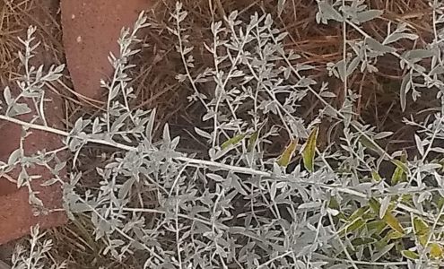 Coastal Oaks Garden, Texas A&M AgriLife Extension-Aransas County