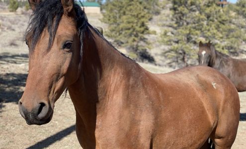 Corry Gale Ranch Livermore