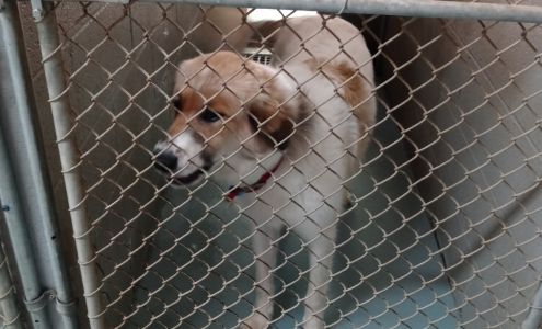 Roane County Animal Shelter Rockwood