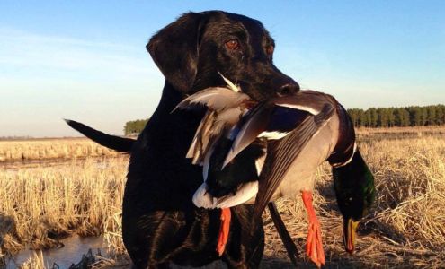 Windrush Kennels LLC 108 Co Rd 159, Flat Rock Alabama 35966