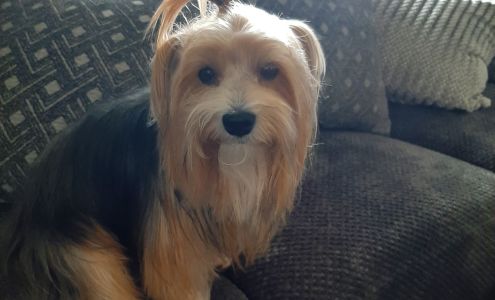 Pampered Pets Grooming by Diane 303 E 6th St, Hartford South Dakota 57033