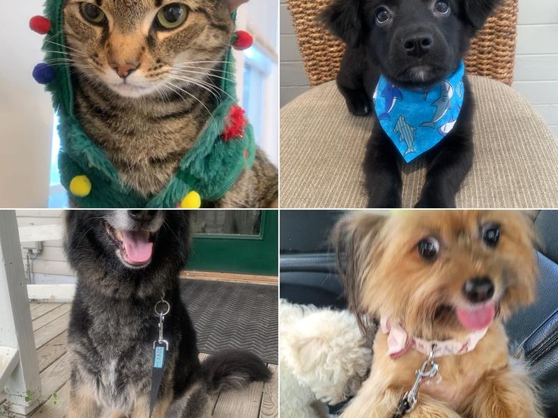 Carolina Canine Hotel and Spa