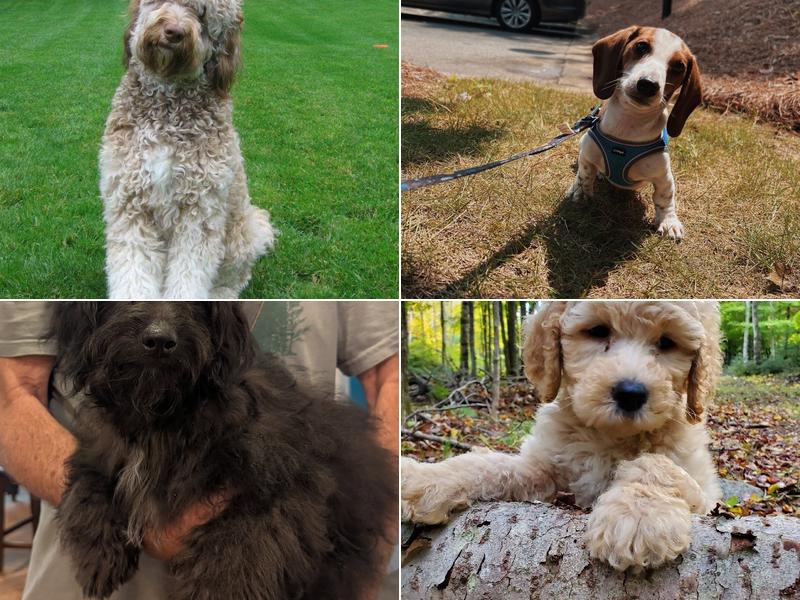 Shannon's Shamrock Kennels