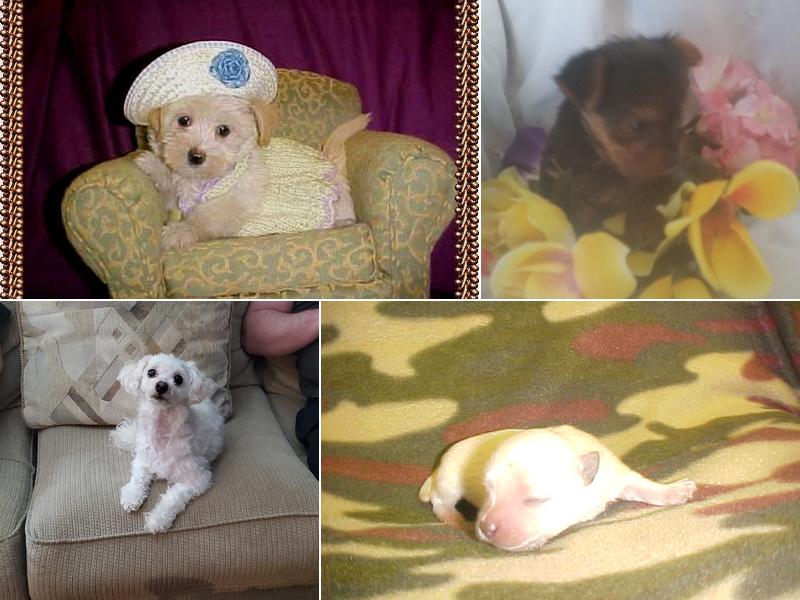 Pats Precious Puppies