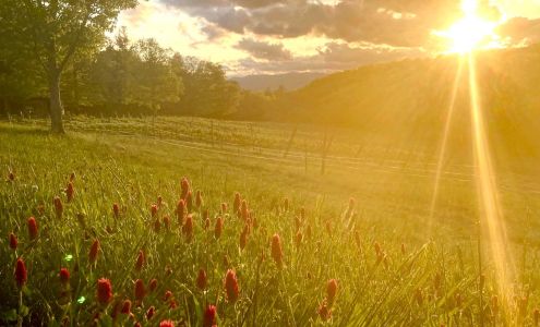 Terra Incognita Vineyard