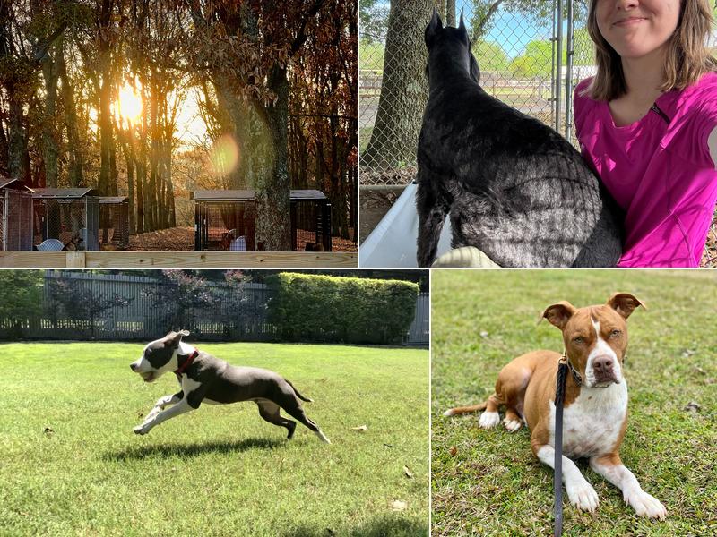 Maringo Creek Farm Dog Training & Boarding