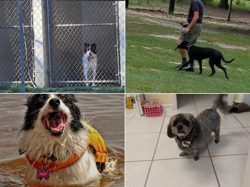 Gray Oak Boarding & Training