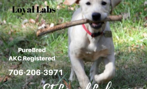 Southeast Loyal Labs Pendergrass
