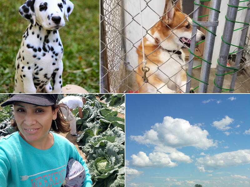 Hound Hollow Boarding Kennel