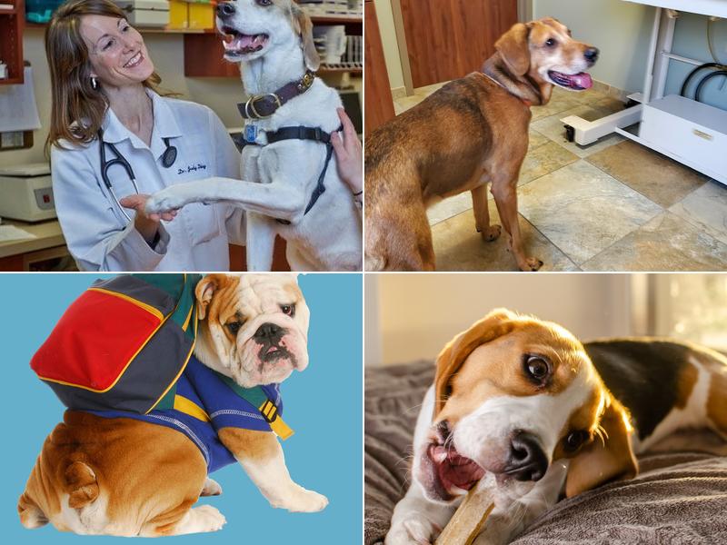 Confederate Woods Vet Hospital: Dickey Dale L DVM