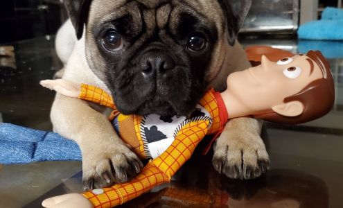 Canine Connection 201 Knapp Rd, Lakeville Pennsylvania 18438