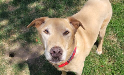 River Valley Pet Resort 12260 E 5500N Rd, Momence Illinois 60954