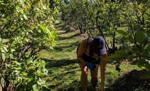 James' Organic Blueberries