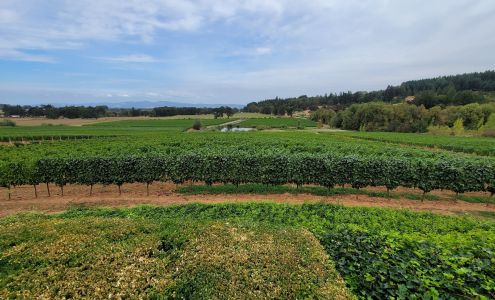 Five Fourteen Vineyards Junction City