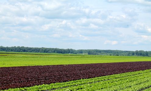 Wiers Farm Inc Willard