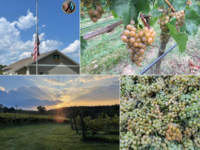 Golden Road Vineyards