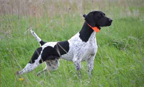 Willow Creek Kennels 22545 195th Ave, Little Falls Minnesota 56345