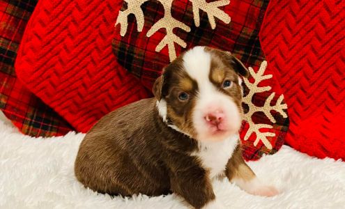 Alaska Snow Shepherds Soldotna