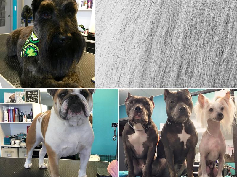 Canine Design by Kali