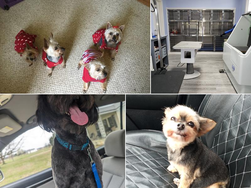 Shear Magic Grooming