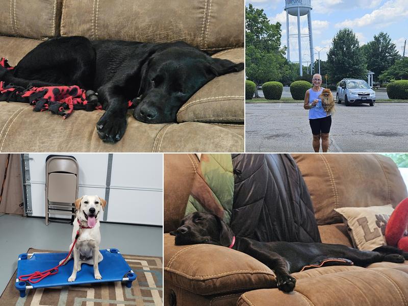 The Calm Canine, LLC