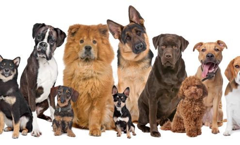 Doggie Doos Pet Salon