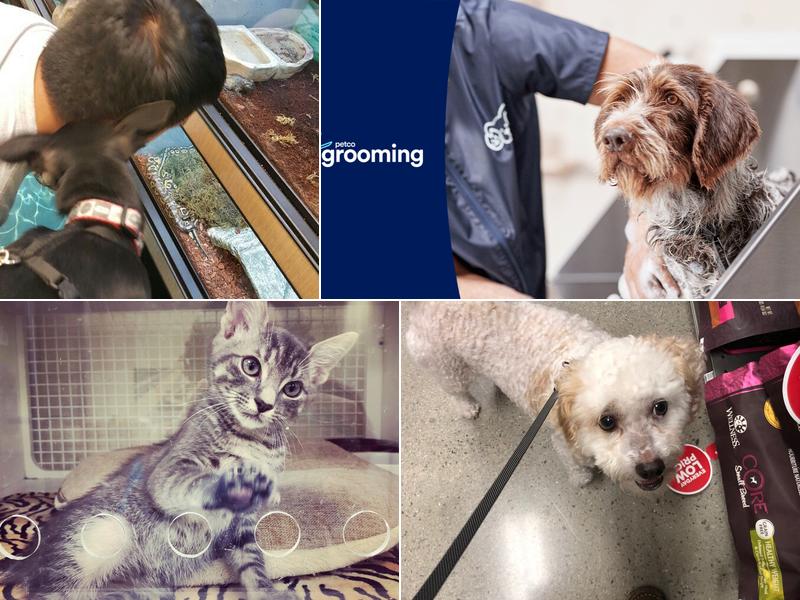 Petco Grooming