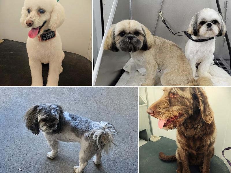 Pampered Pets Parlor