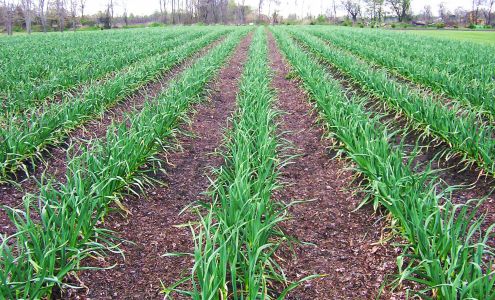 Sweden Center Garlic Farm Brockport
