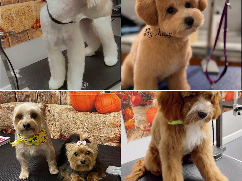 Exquisite Pet Grooming & Boarding