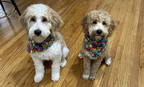 Lakeshore Doodles Kenmore Rd, Kendall New York 14476