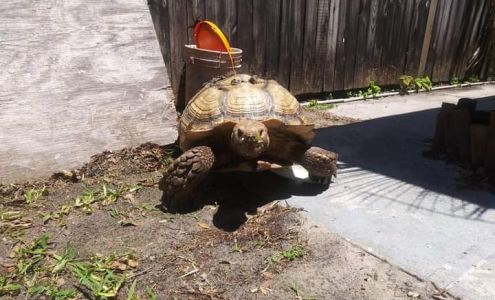 Pampered Paws Pet Care