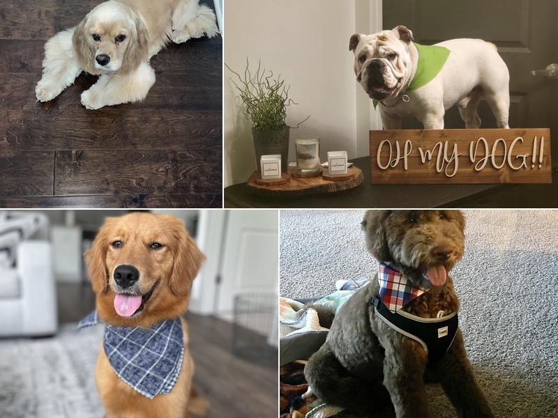 OH MY DOG! Pet Spa