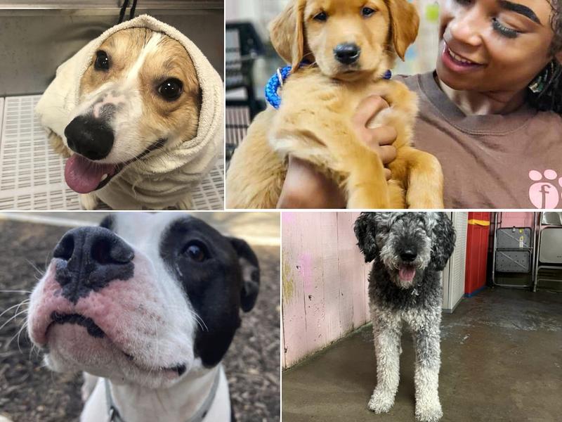 Fido Fido Dog Daycare & Boarding